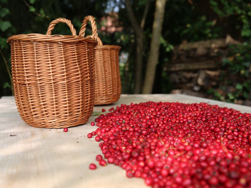 Zwei leere geflochtene Weidenkörbe stehen auf einem Tisch neben vielen verstreuten roten Beeren im Freien unter Bäumen.