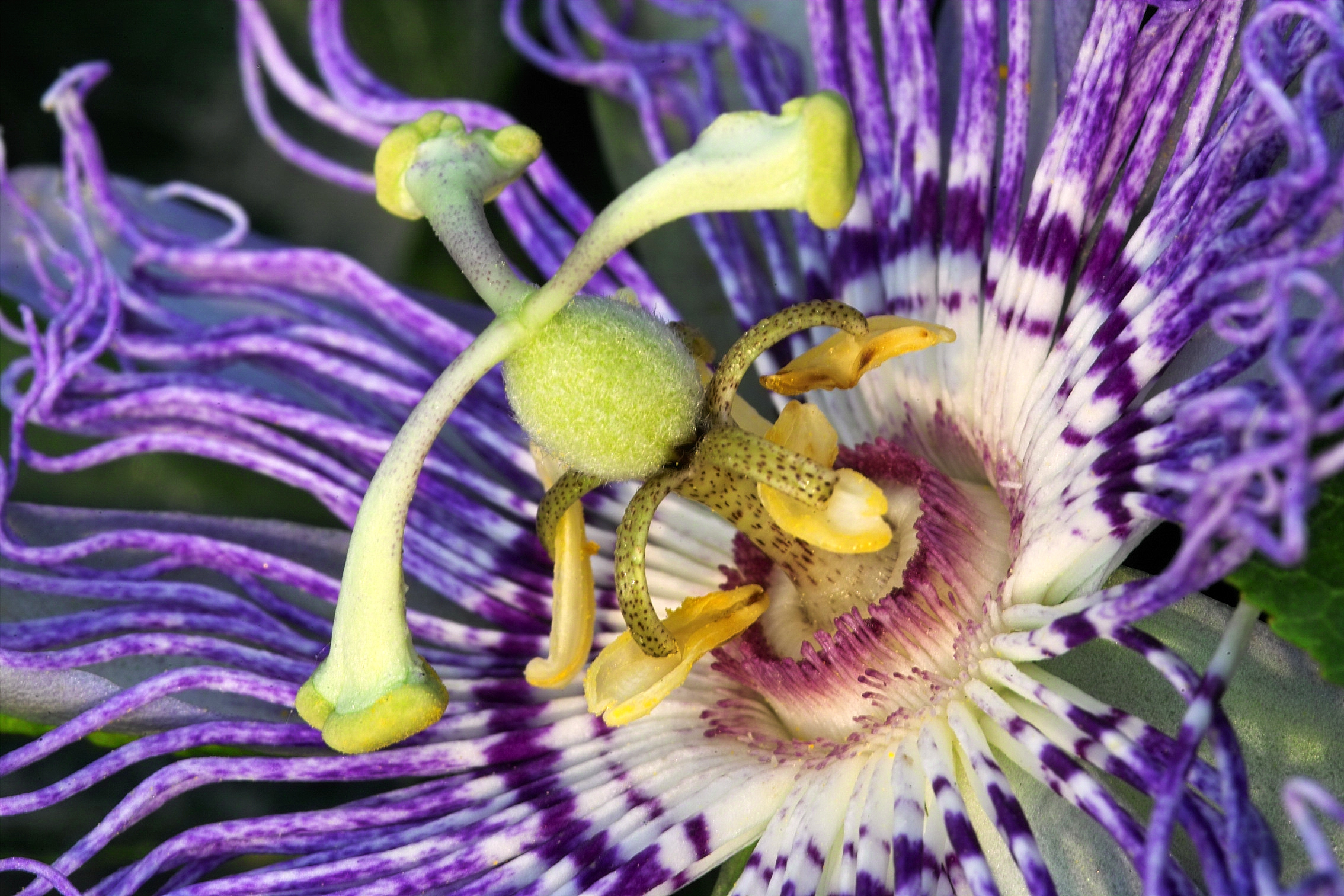 2019 07 17 Passiflora Ernte Tessin Mp IMG03887