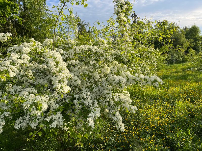 2025 Crataegus Ceres Anlage BlüTe Rs 7857