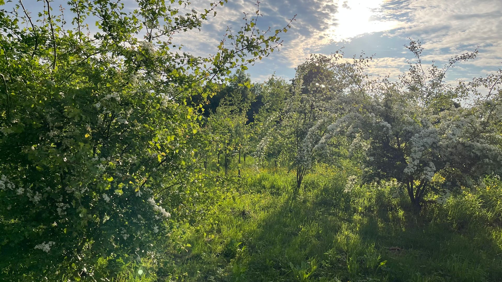 2025 Crataegus Ceres Anlage BlüTe Rs 7859