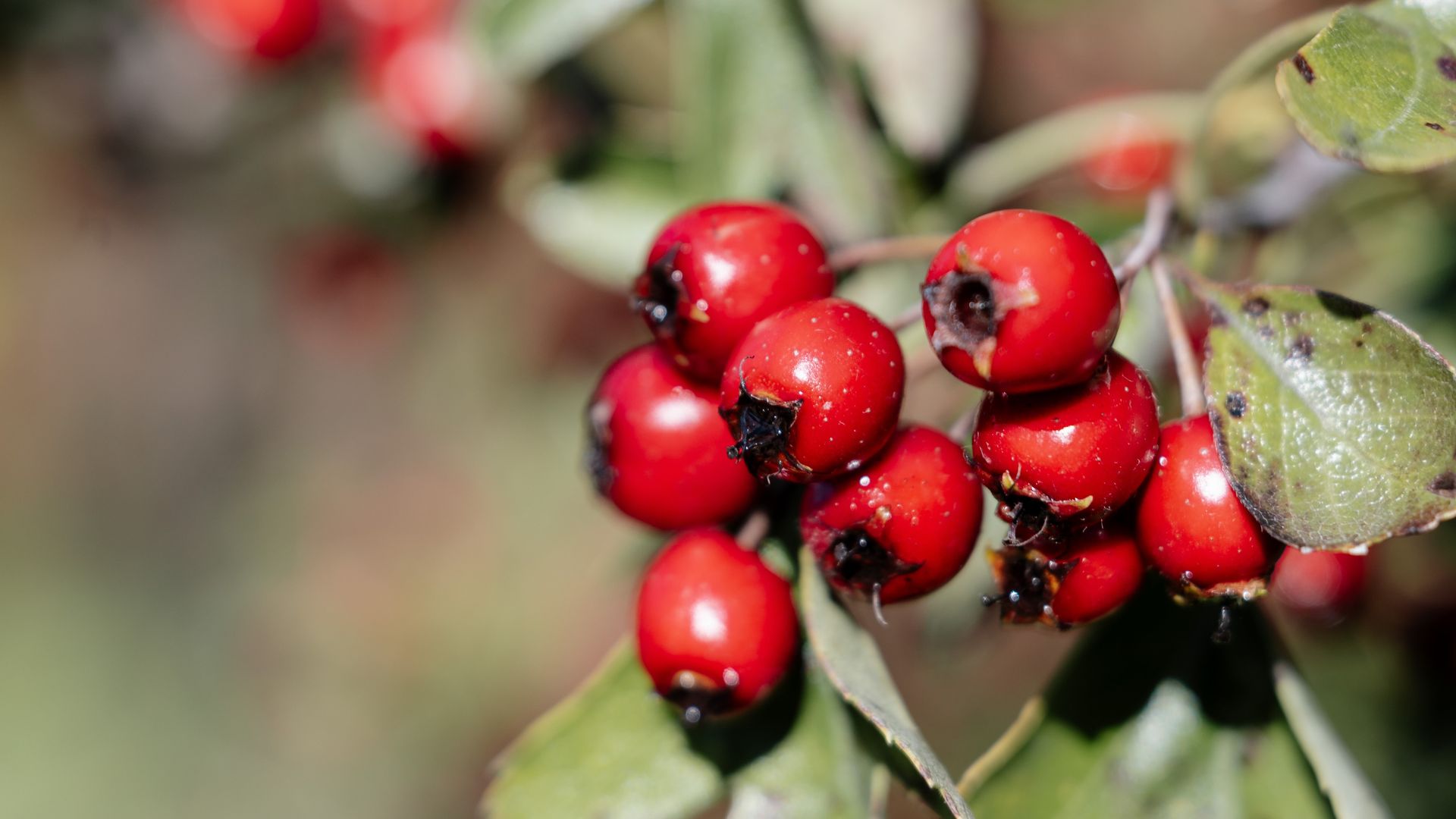 2026 09 16 Crataegus Kesswil Niolaphoto Highres 20