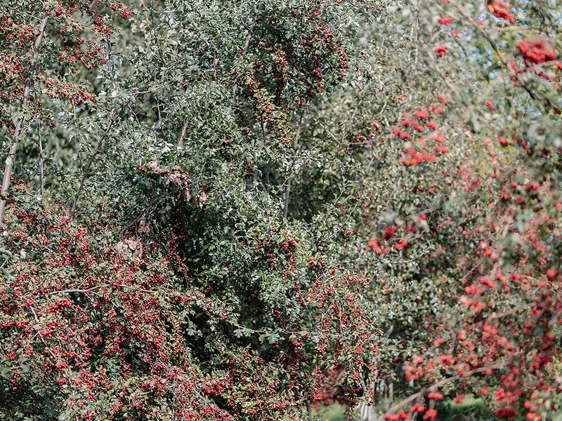 2026 09 17 Crataegus Kesswil Nicolaphoto 166 Websize