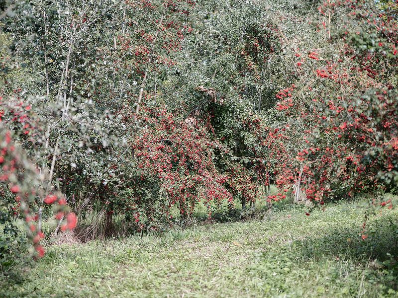 Crataegus – Aufnahme, Sammlung, Bewahrung