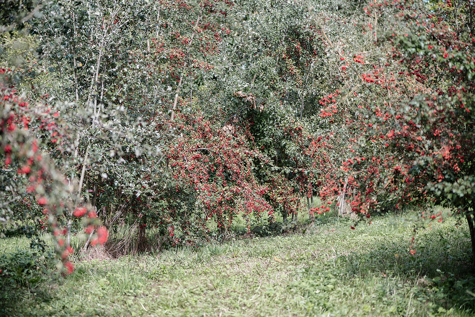2026 09 17 Crataegus Kesswil Nicolaphoto 167 Websize