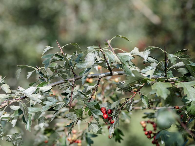 2026 09 17 Crataegus Kesswil Nicolaphoto 183 Websize