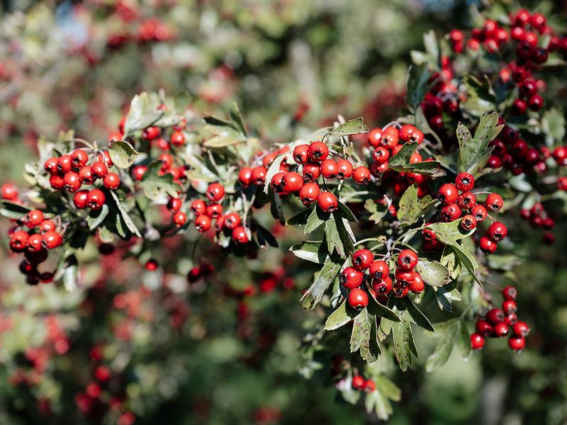 2026 09 17 Crataegus Kesswil Nicolaphoto 19 Websize