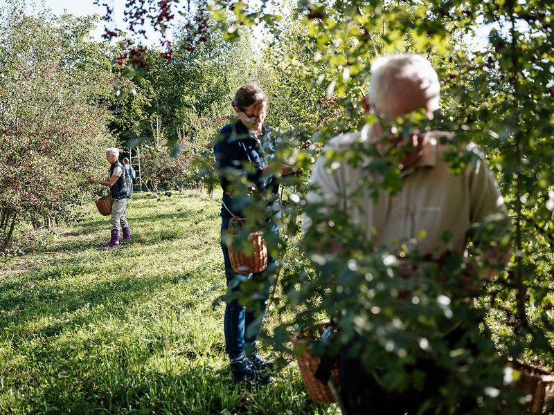 2026 09 17 Crataegus Kesswil Nicolaphoto 36 Websize