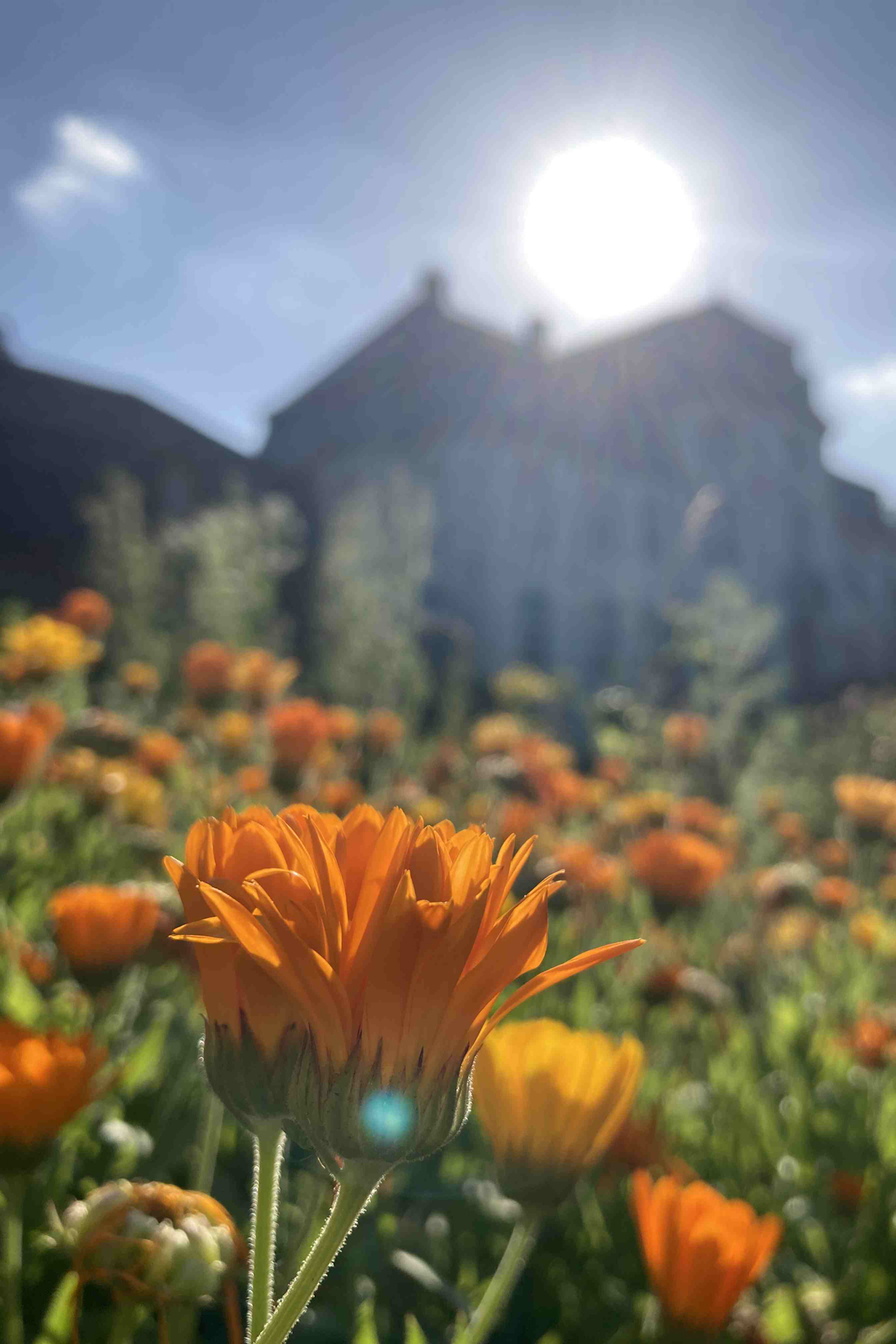 Ringelblumenblüten vor Herrenhaus Schloss