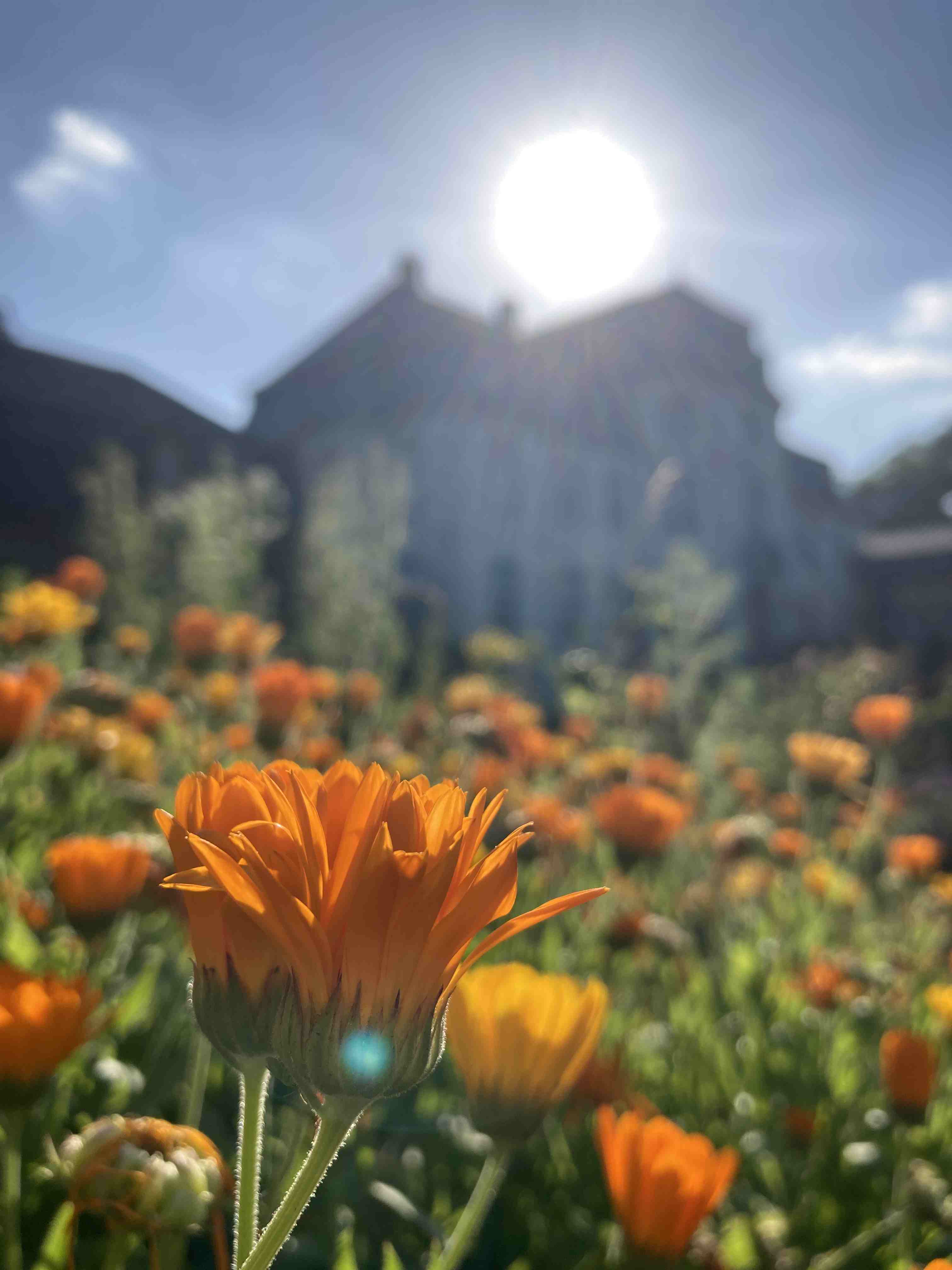 Ein Meer von gelb und orange blühende Ringelblumen