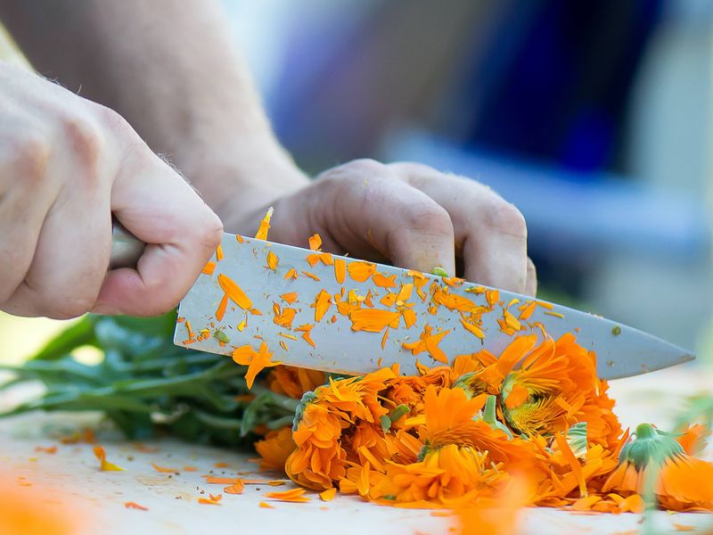 Ein Mann schneidet mit einem scharfen großen Messer frische Ringelblumenblüten