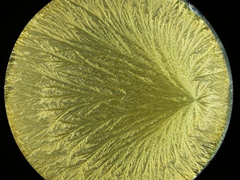 Ginkgo H1 GGT 20 2026.01.30