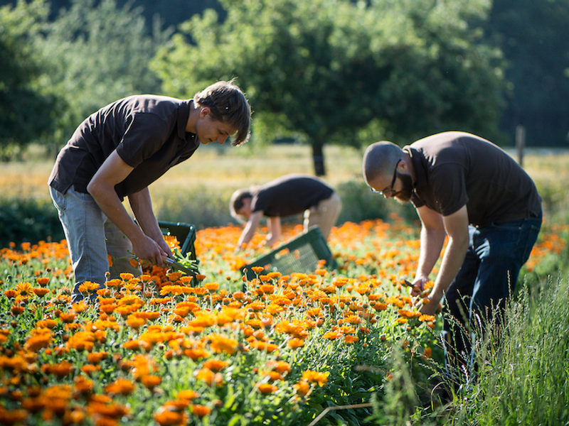Drei Männer ernten in einem sonnigen Blumenfeld mit vielen orangefarbenen Ringelblumen, während sie Blumen abschneiden und in grüne Kisten legen.