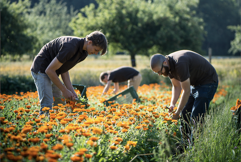 Pflanzenqualität_calendula.png