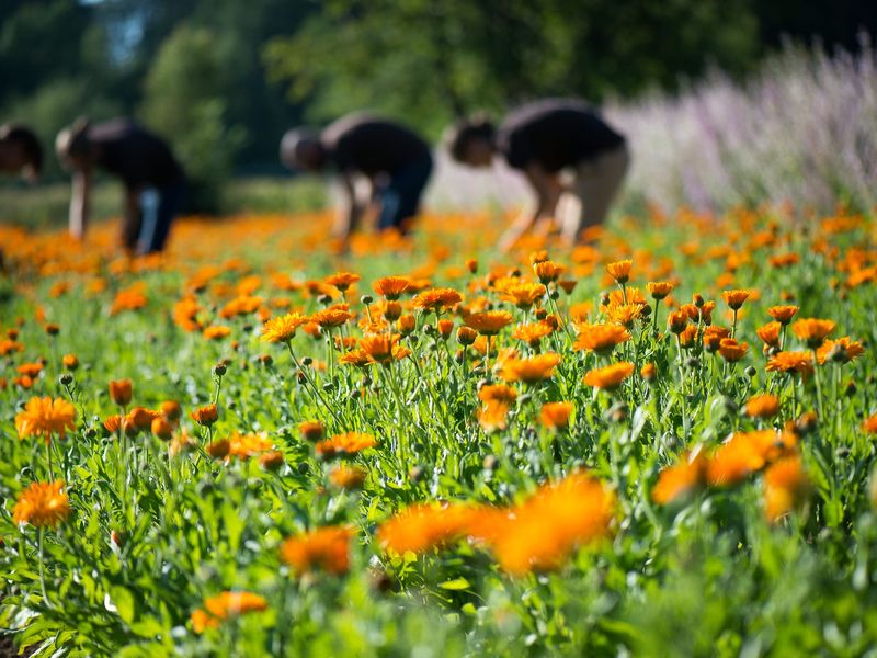 Calendula Gallery 04