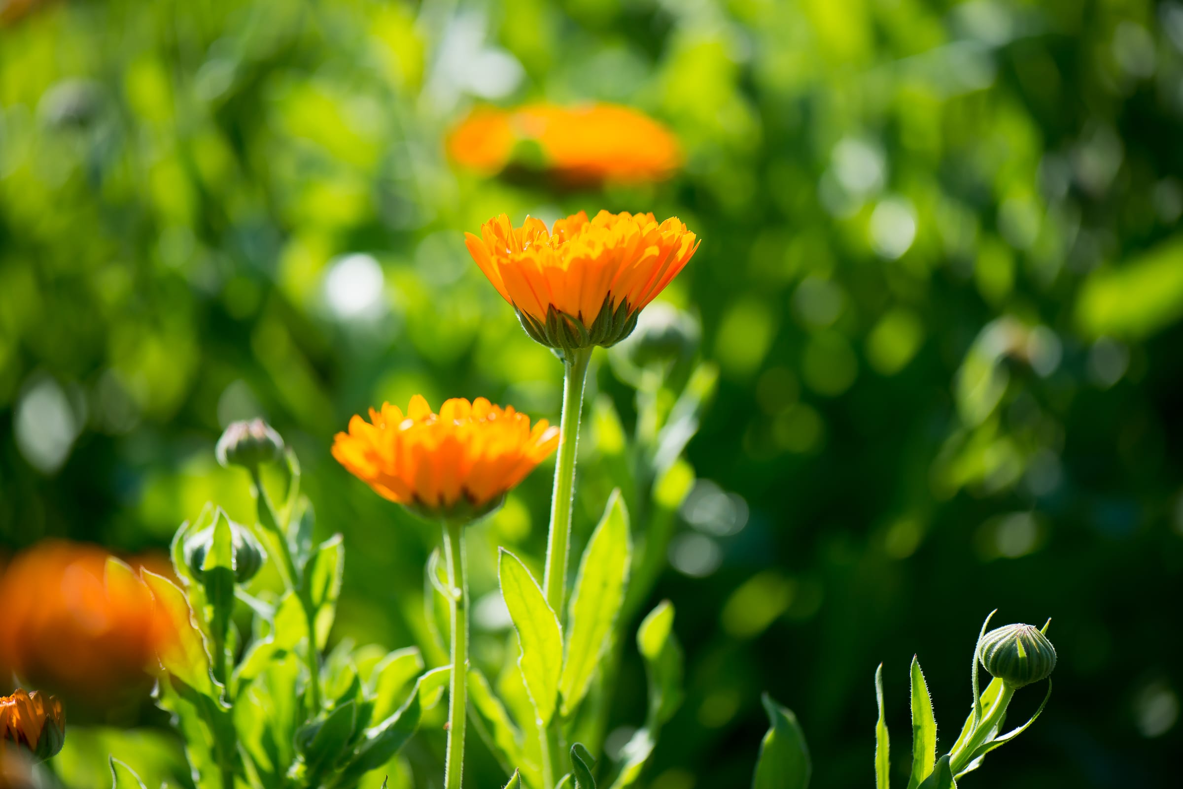calendula_hero.jpg