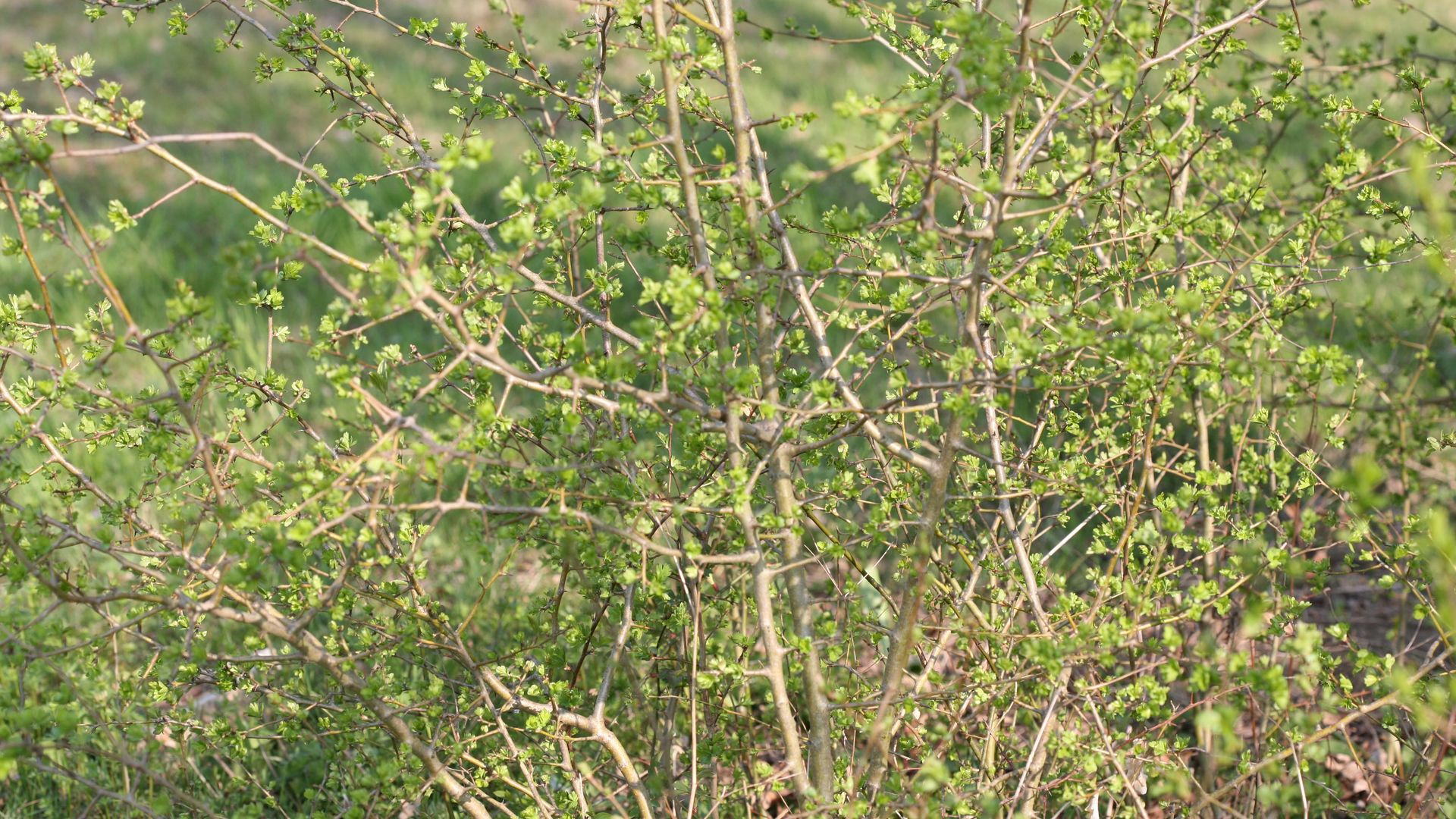Crataegus GeäSt Bild 037