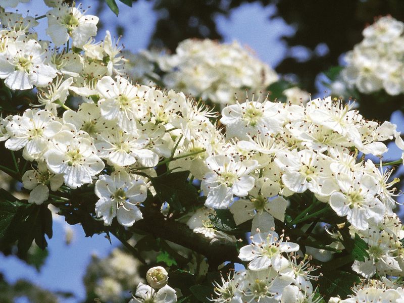 Weißdornzweig mit vielen weißen Blüten und grünen Blättern vor blauem Himmel.